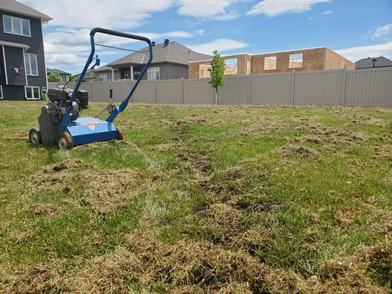 Rows of lifted thatch debris across a backyard lawn after power raking