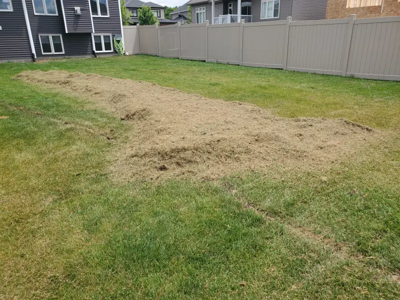 Backyard lawn raked clear after dethatching, soil visible between thinned areas