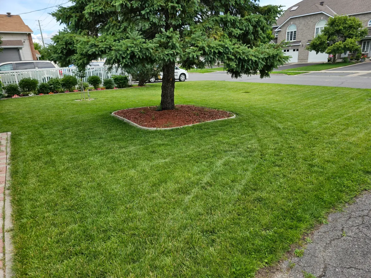Lush healthy green front lawn with mulched tree ring after the soil program