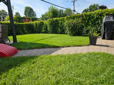 Backyard with new sod laid, dense even turf meeting a paver walkway