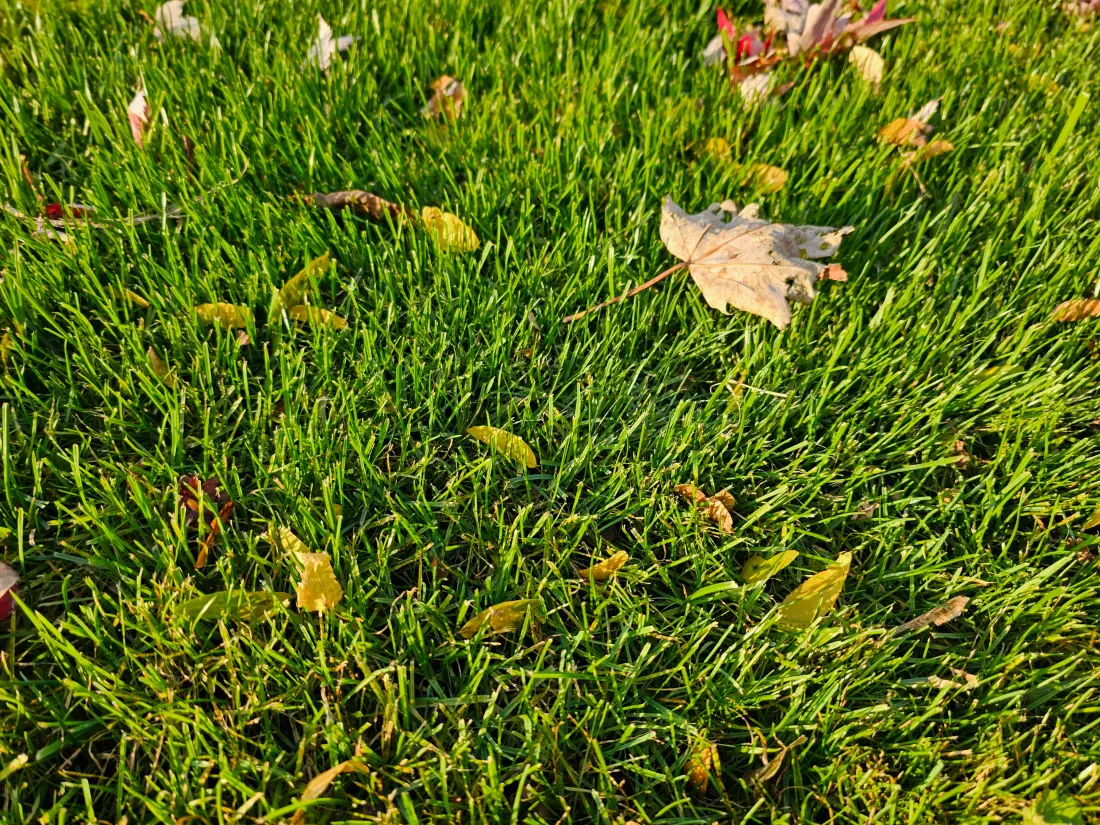 Close-up of a dense, evenly fed lawn in warm autumn light