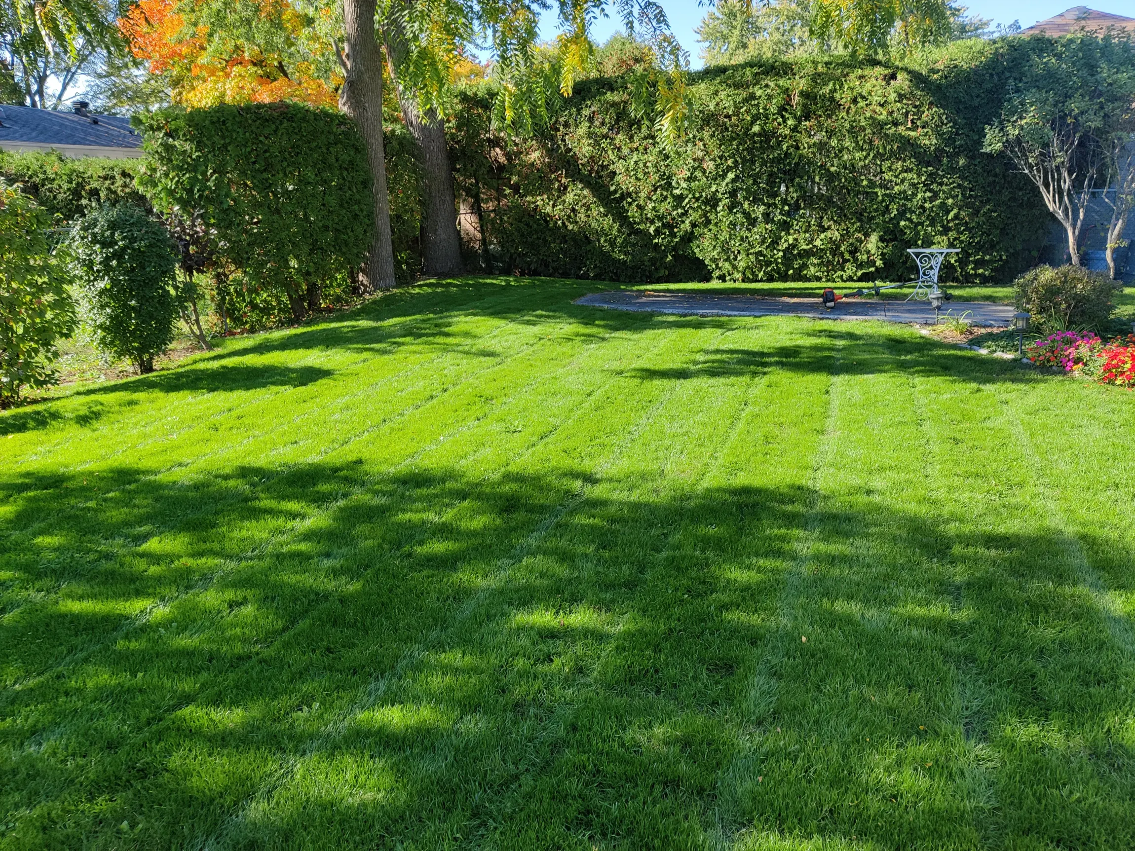 Established back lawn in autumn light, freshly mown with visible stripes, framed by a clipped cedar hedge