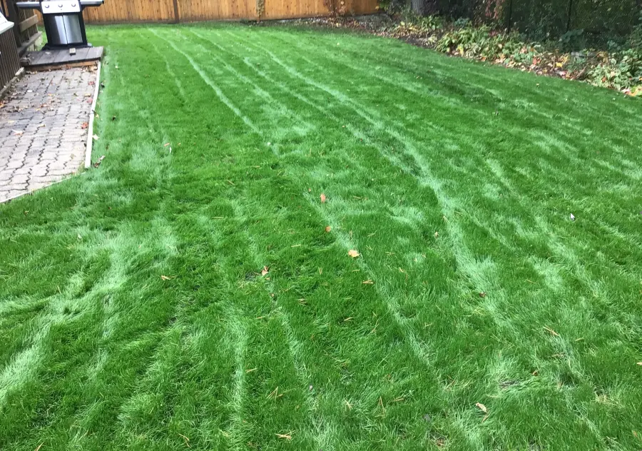 Backyard lawn with fresh mower stripes beside a patio