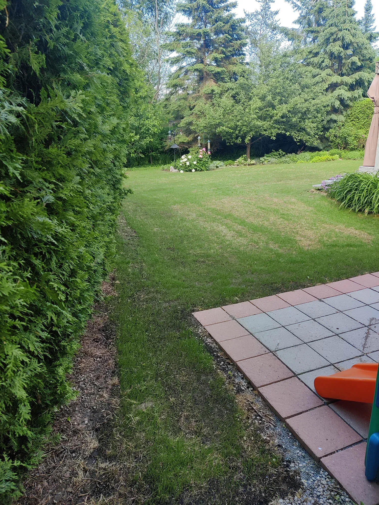 Back lawn beside a cedar hedge, the ground along the hedge base worn thin, patio and garden beds beyond