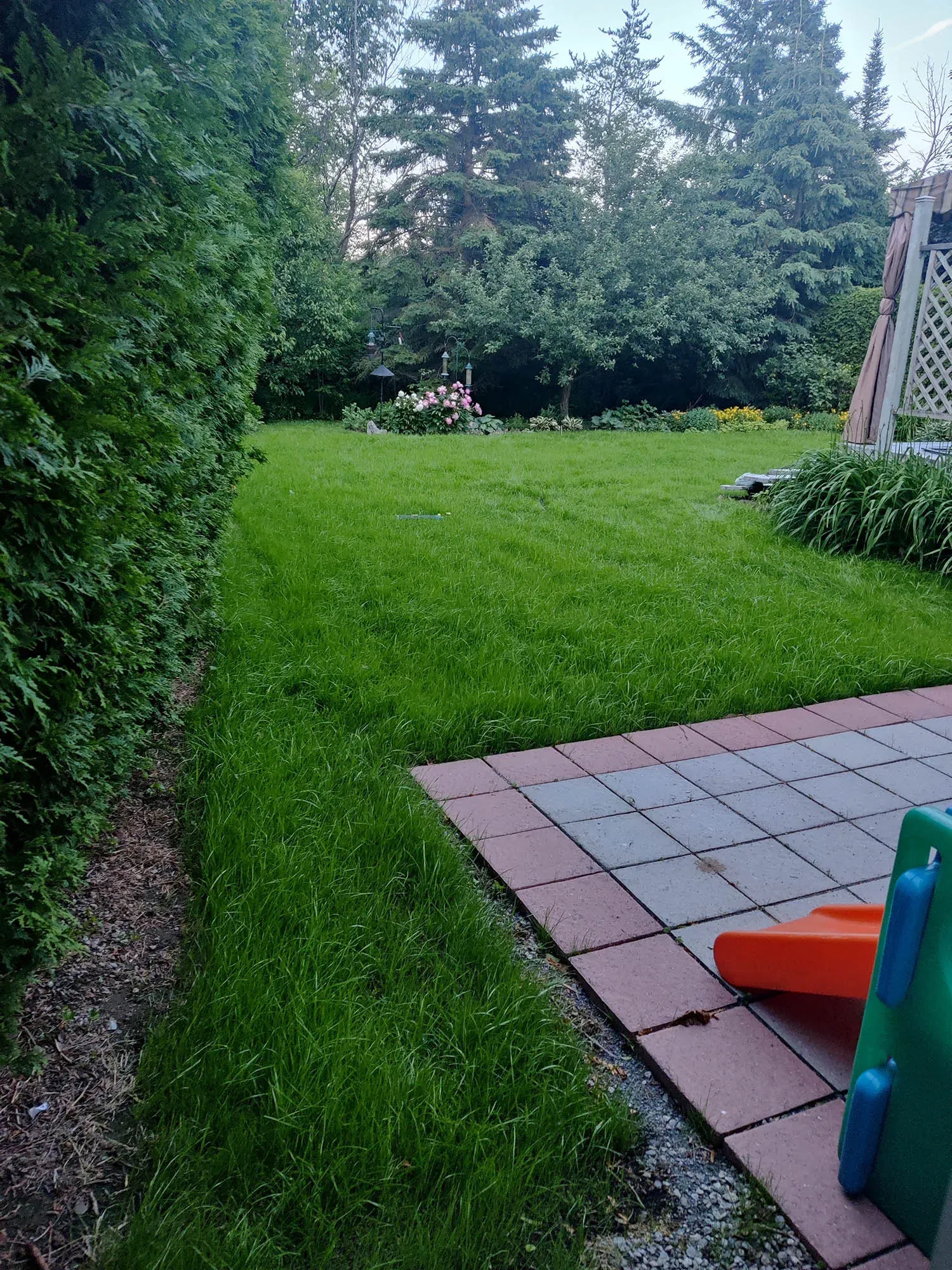 The same back lawn eleven days later, the grass thicker and greener, the mulch line at the hedge base still open