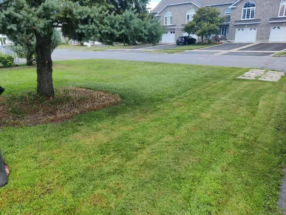 Front lawn under a blue spruce, a broad sheet of clover through the middle of an otherwise green lawn