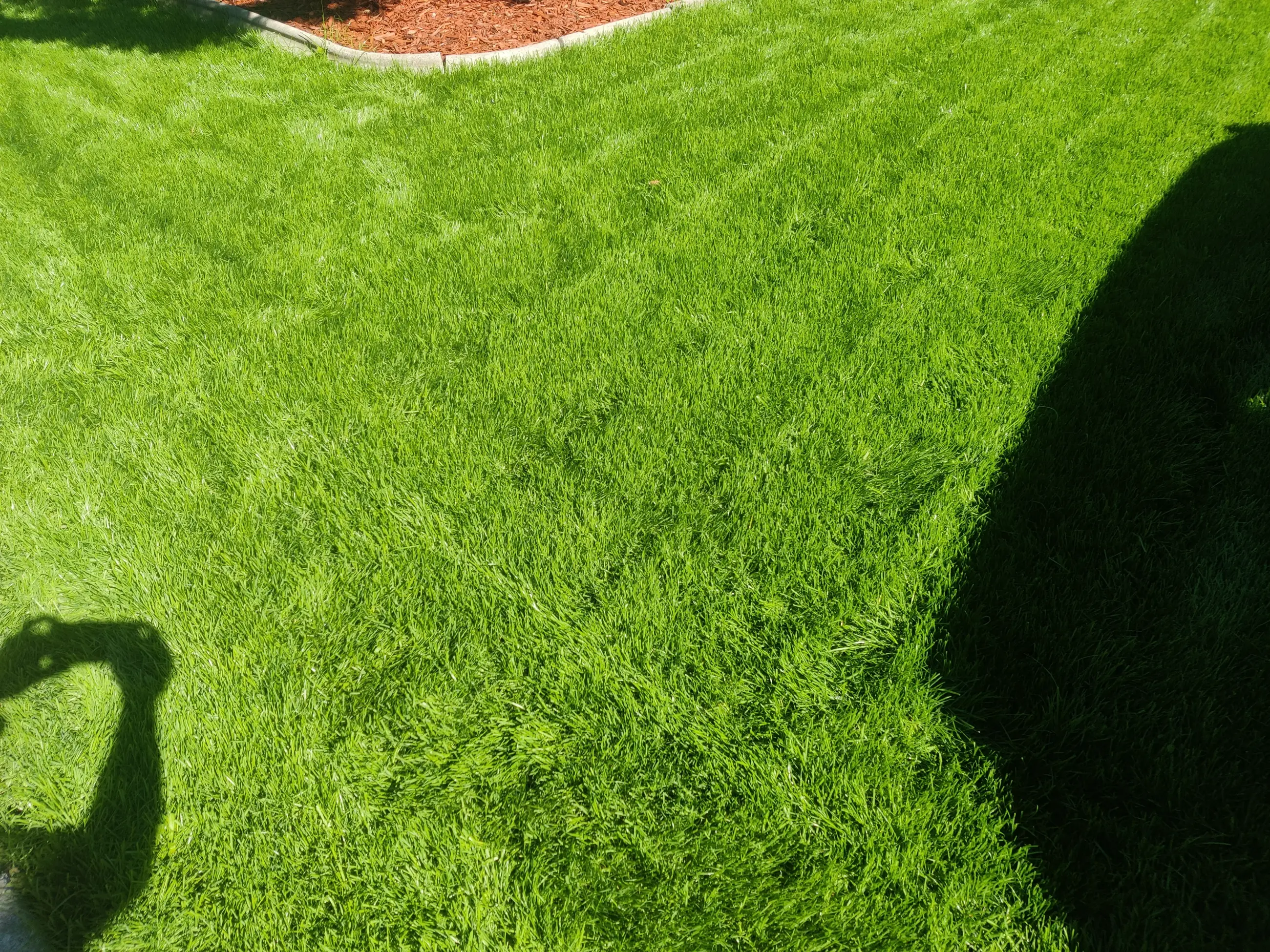 Lush striped green lawn after restoration by David's Lawns