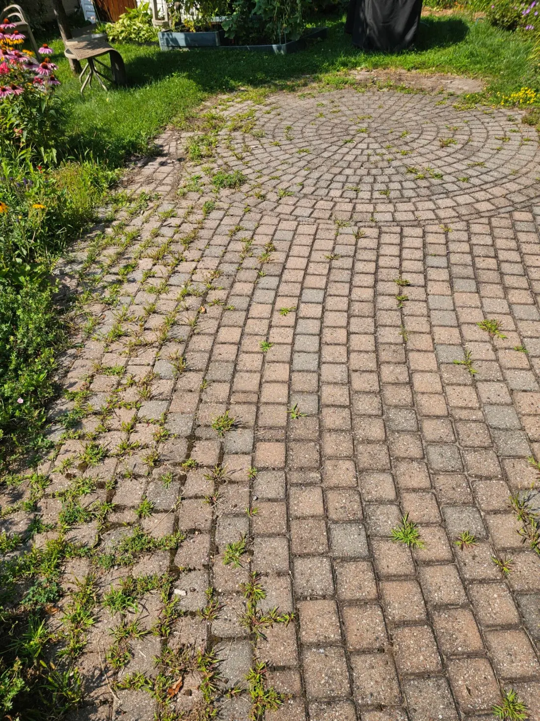 Circular fan-pattern paver walkway with grass and weeds growing through the joints