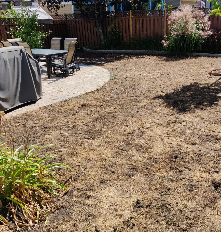 Backyard cleared to bare soil after saturated-steam preparation, ready for the new lawn