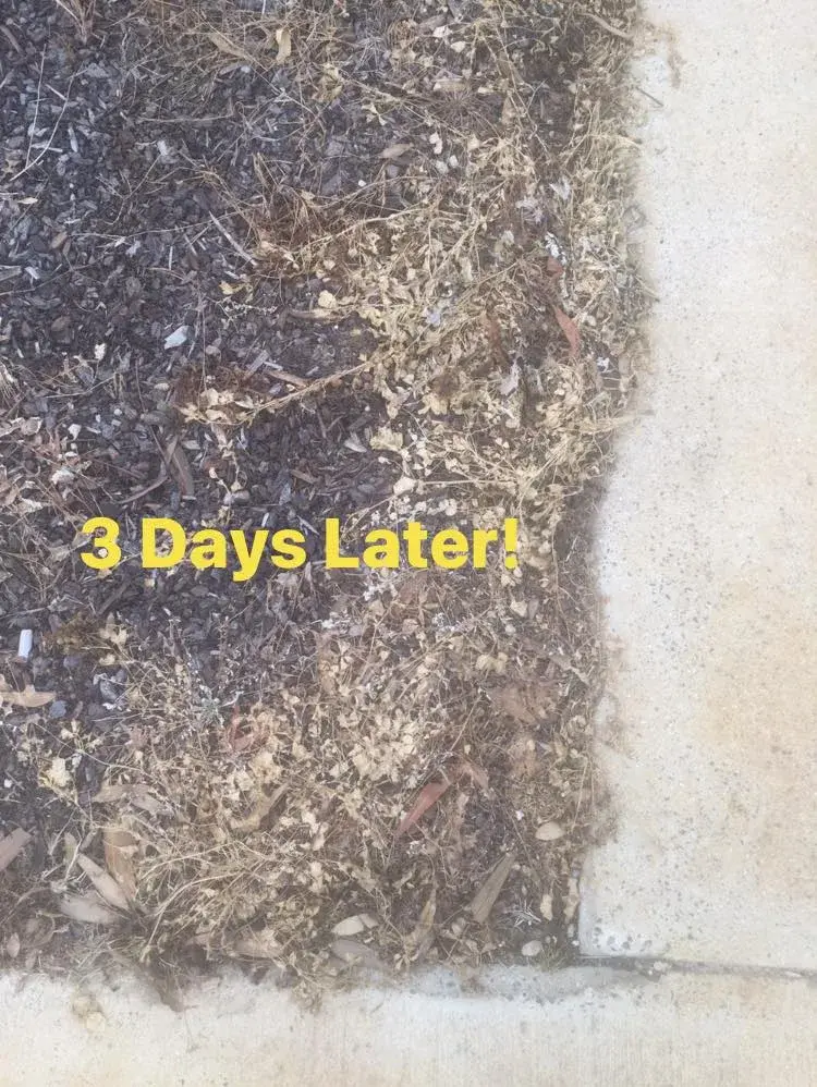 The same area three days later, weeds browned off and dead