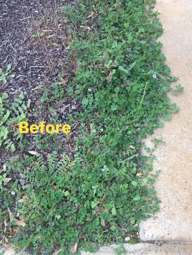 Dense green weeds growing along a pavement edge before steam treatment