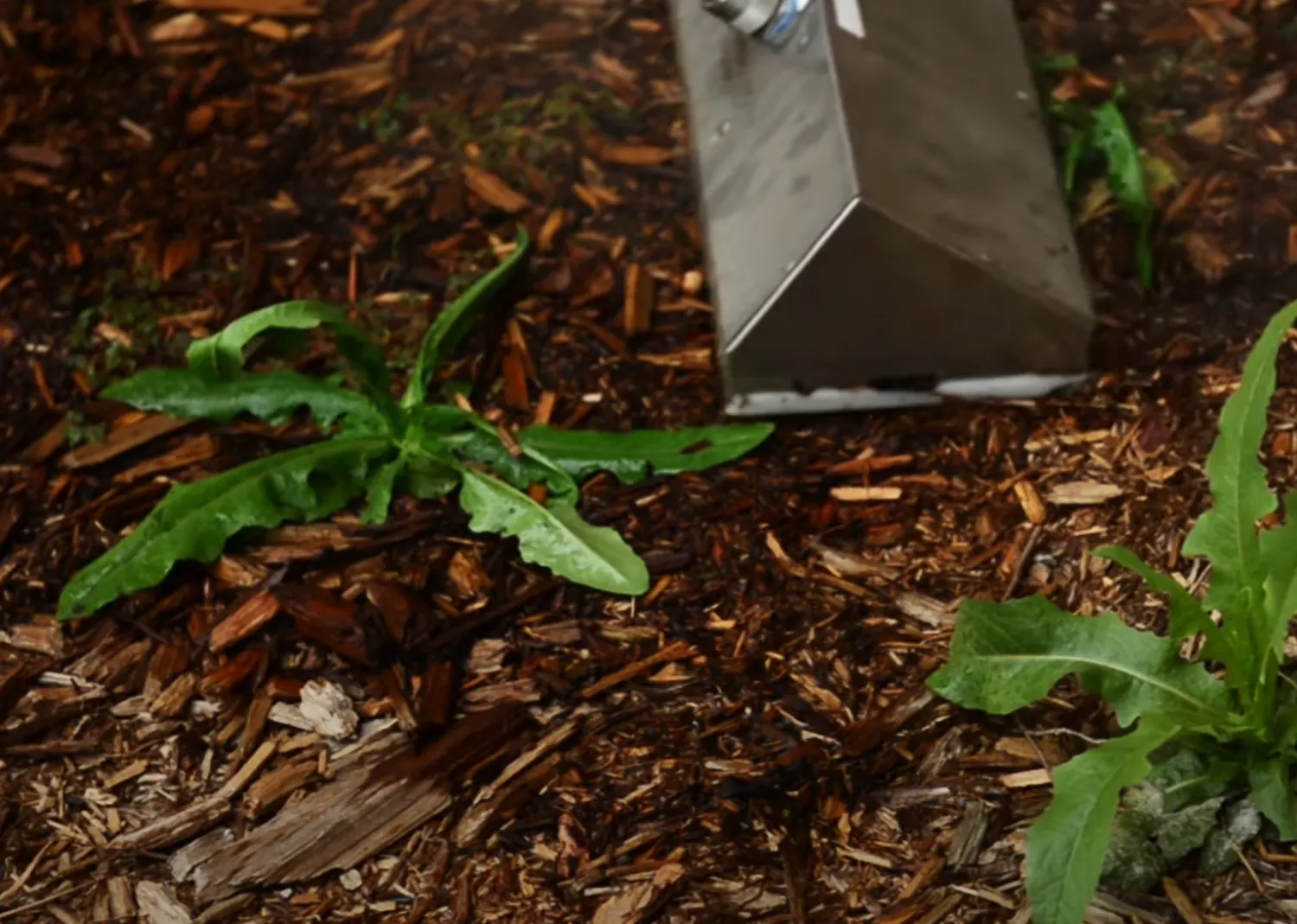 Steam nozzle beside wilting weeds in a wood-chip mulch bed
