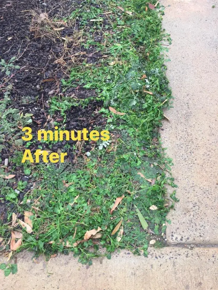 The same weeds wilted three minutes after saturated steam treatment