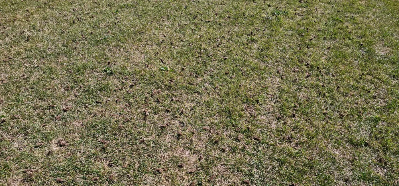 Soil cores scattered across a lawn after core aeration