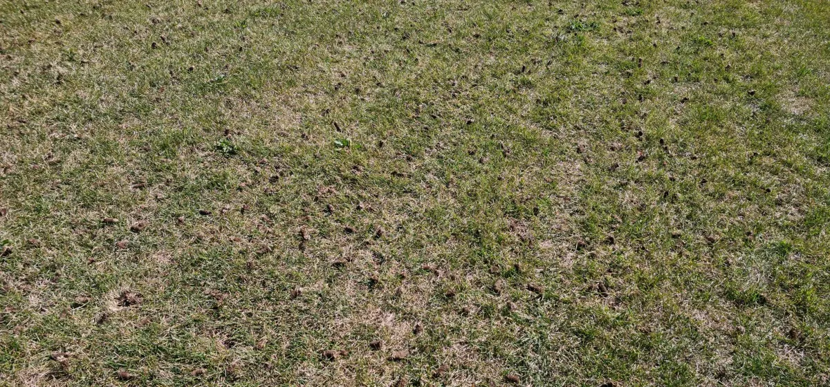 A carpet of fresh soil cores across a lawn right after aeration