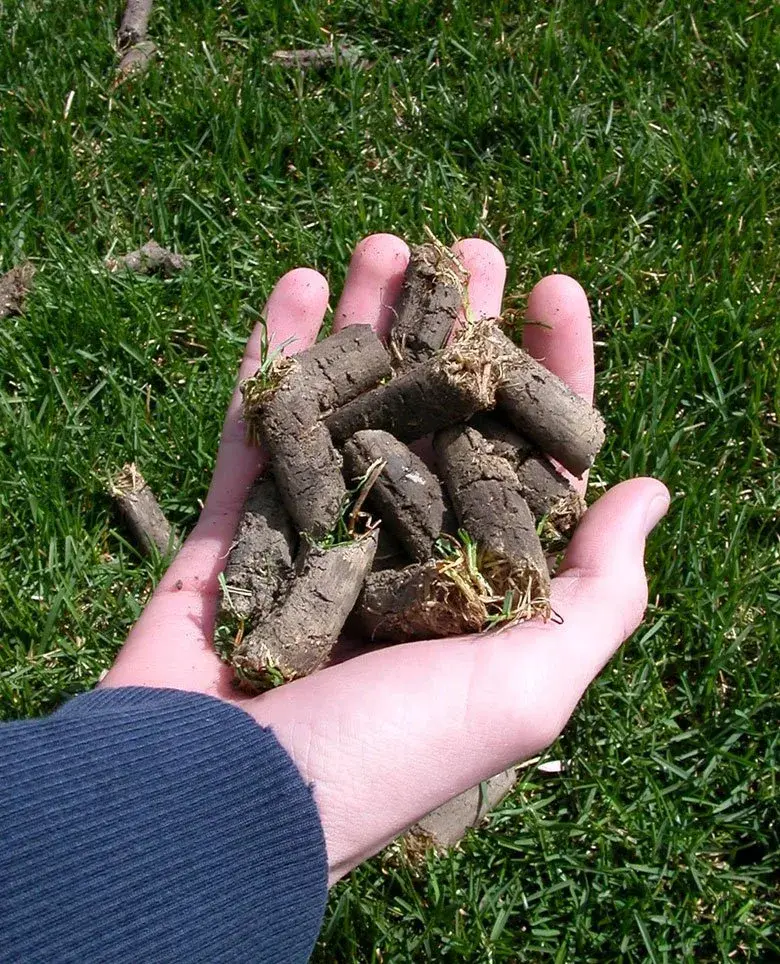 A handful of soil aeration cores pulled from a lawn
