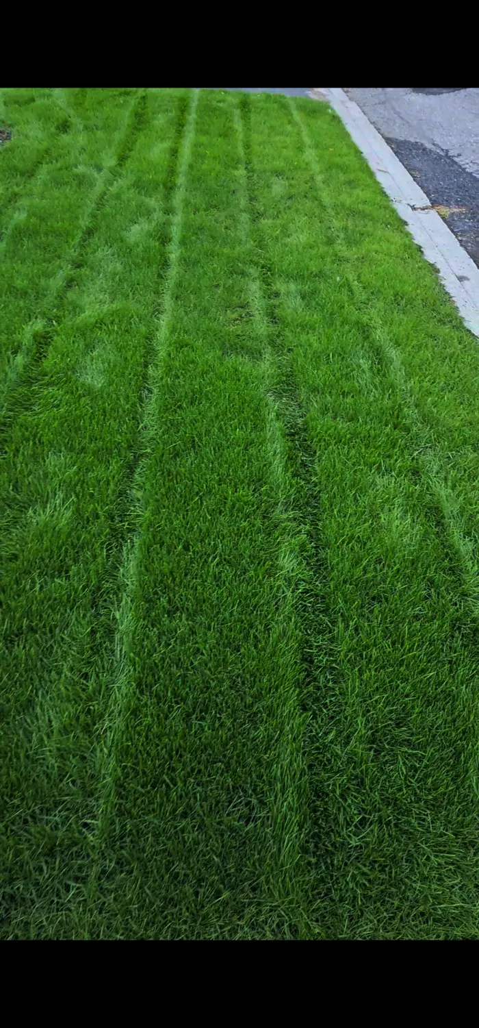 Lush restored front lawn after a David's Lawns program
