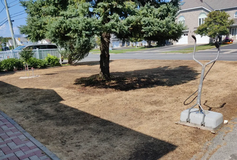The same front lawn two weeks later, entirely straw-brown and dead after steam treatment