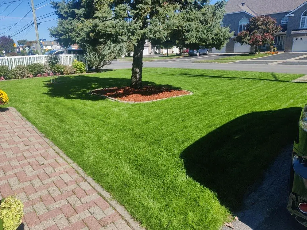 The same front lawn established and dark green with mowing stripes, same spruce and paver walkway