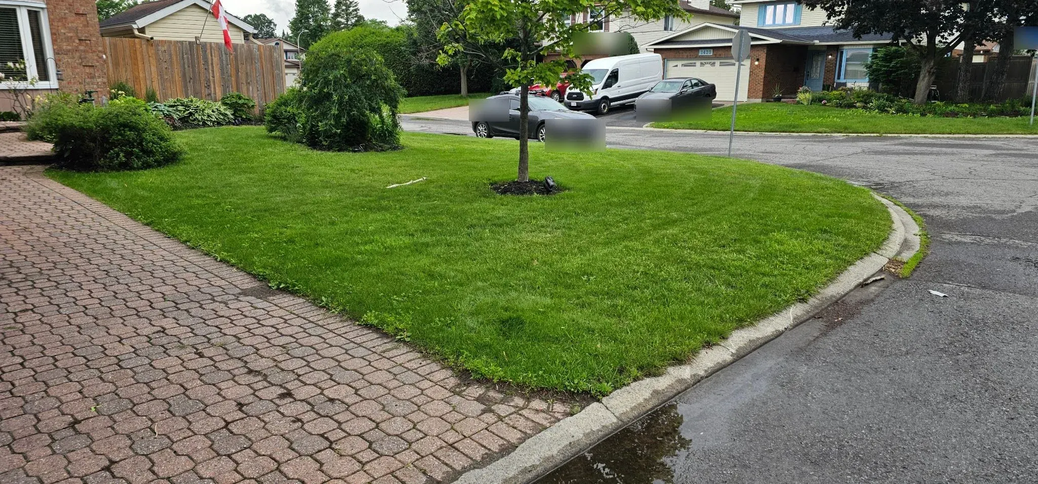 La même pelouse en été, dense et uniformément verte