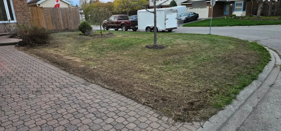 The same lawn on seeding day — aerated, seeded and topdressed, soil visible