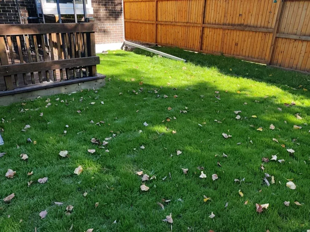 The same back yard filled in and green, same deck railing, same cedar fence