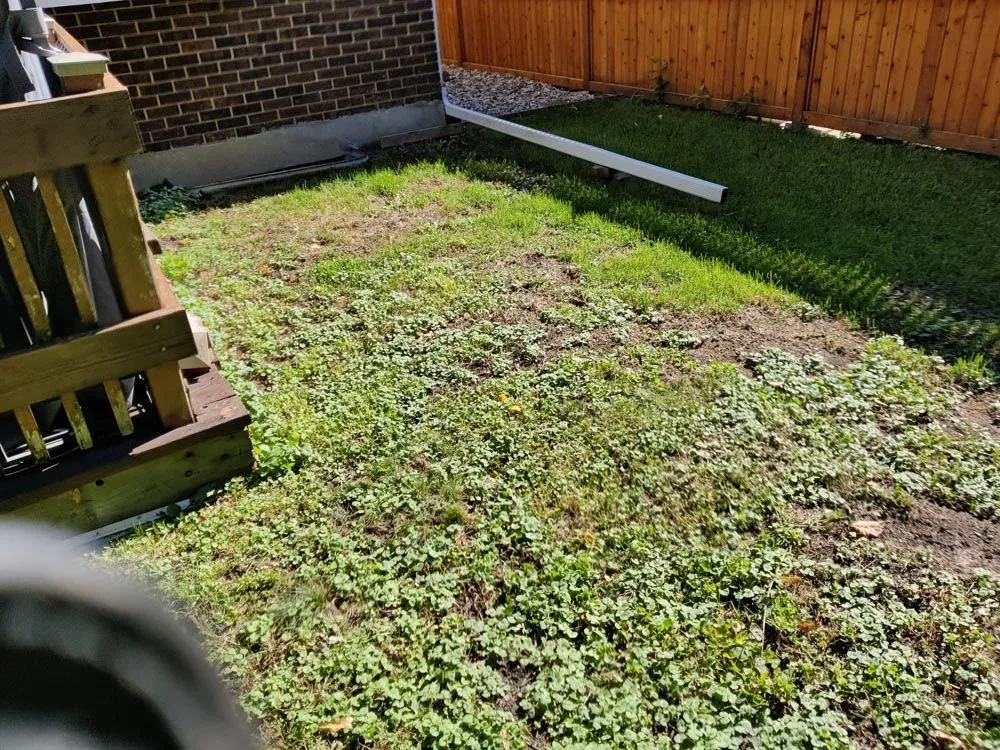 Back yard beside a raised wooden deck, foreground grass thin and overrun with clover, a new cedar privacy fence behind