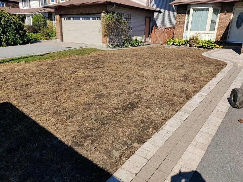 Front lawn entirely brown after steam treatment, weeds dead in place before removal