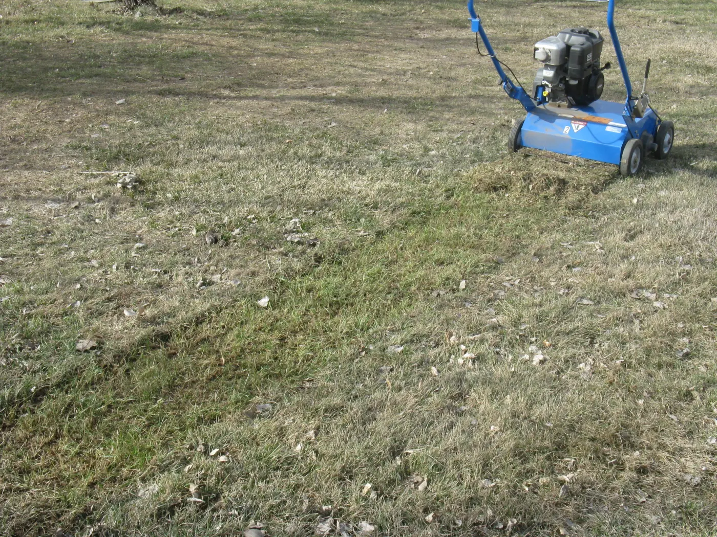 Blue power rake machine dethatching a patchy lawn with pulled thatch behind it
