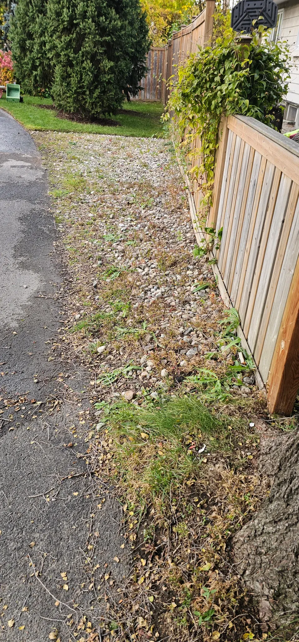 A river rock strip between an asphalt driveway and a wooden fence, the stone dull with silt and weeds growing along both edges
