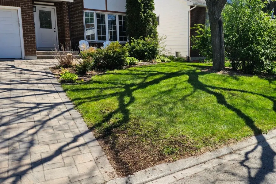 Healthy green front lawn with fresh seed strips worked along the driveway edge on seeding day