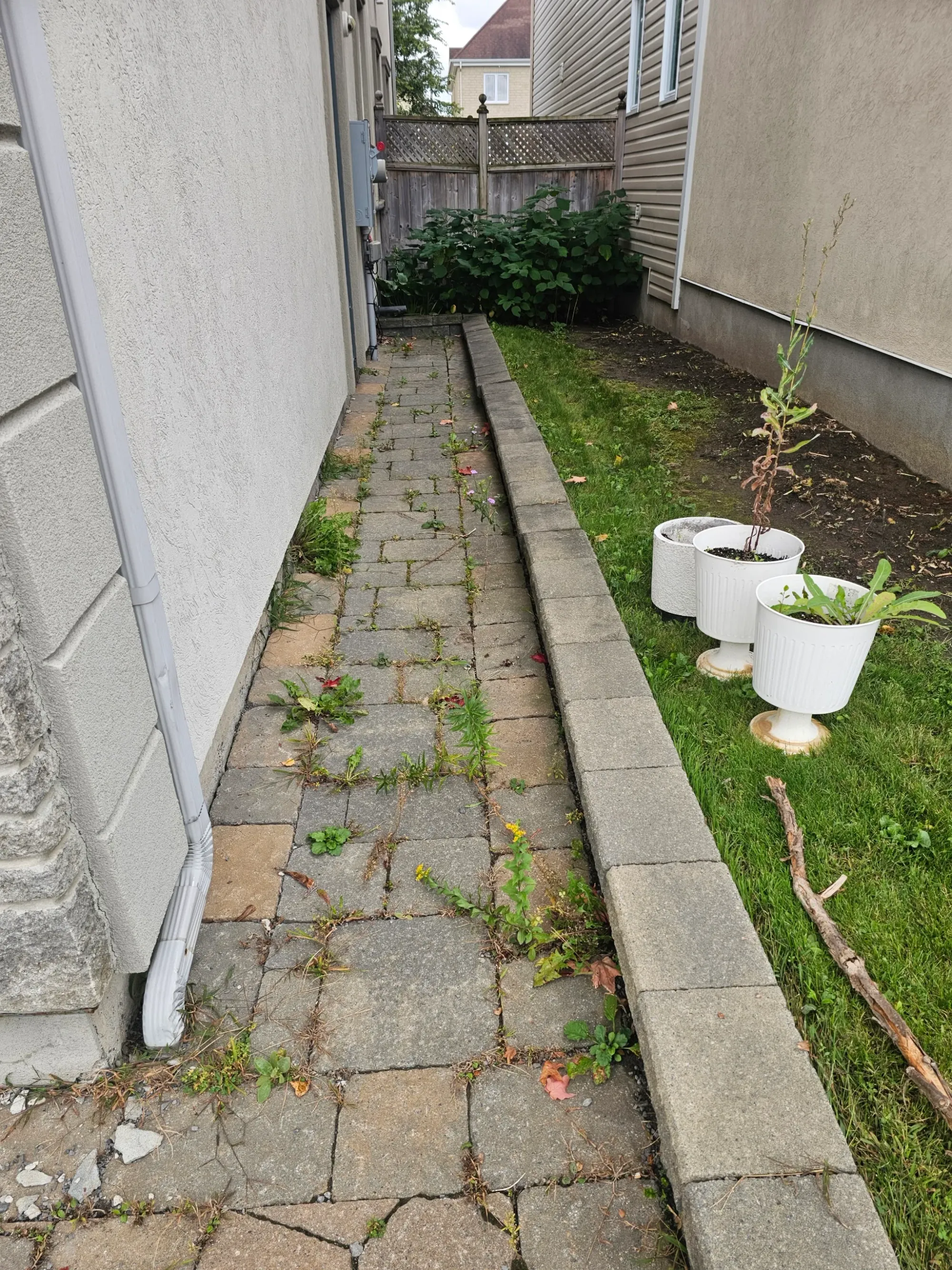 Narrow side walkway with heavy weed growth in every joint and a patchy lawn strip