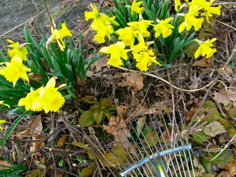 Daffodils blooming among leaf debris beside a fan rake during spring cleanup