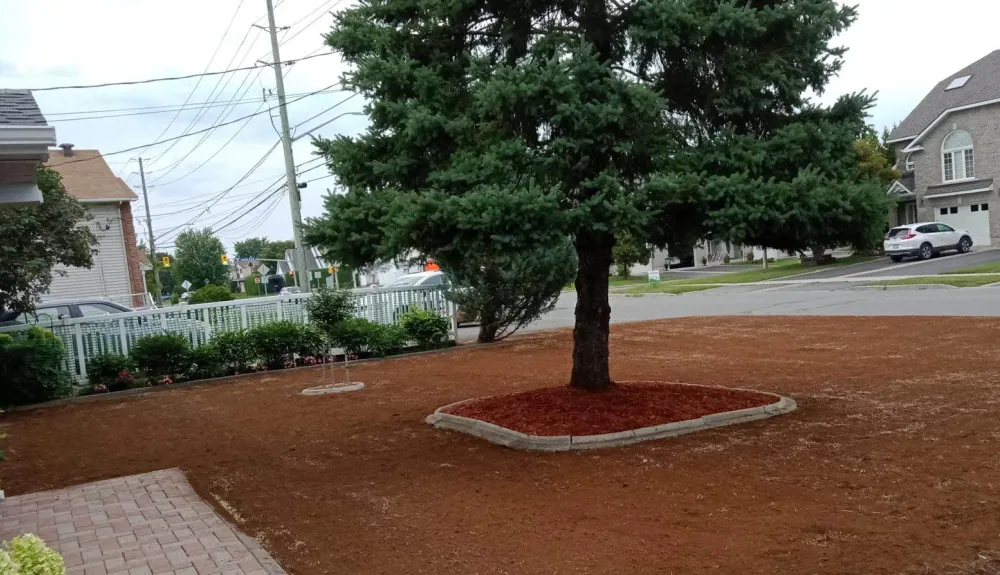 The same front lawn stripped to bare brown soil, with a new stone ring and red mulch set around the spruce